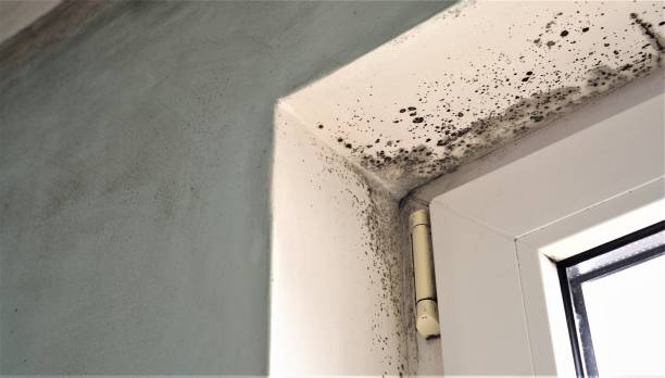 Best Crawl Space Mold Remediation  in West Siloam Springs, OK